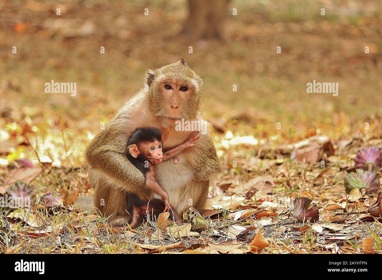 Makaque Monkey Mother und ihr Kind. Foto in der Nähe von Angkor Wat in Kambodscha aufgenommen. Stockfoto