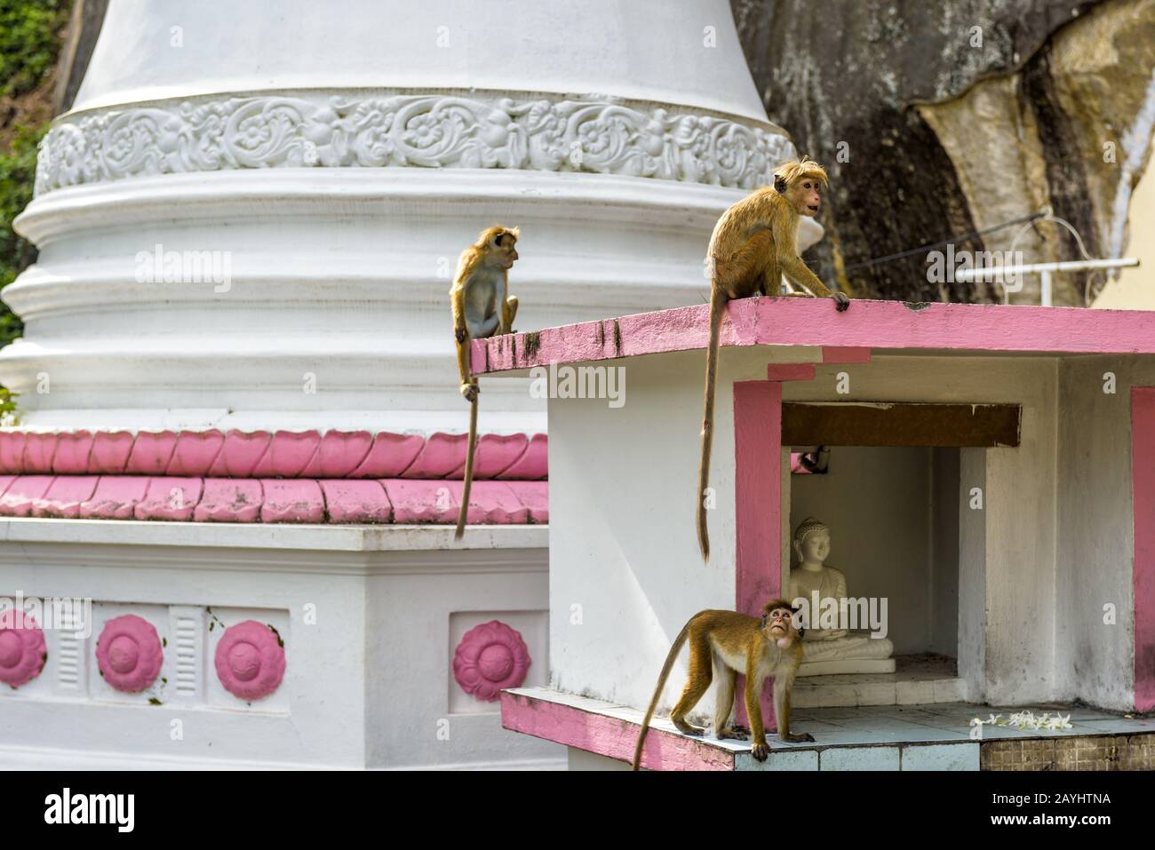Affen im alten buddhistischen Höhlentempel in Sri Lanka. Der Mulkirigala Raja Maha Vihara Tempel wurde in 36 Cent erbaut. Stockfoto