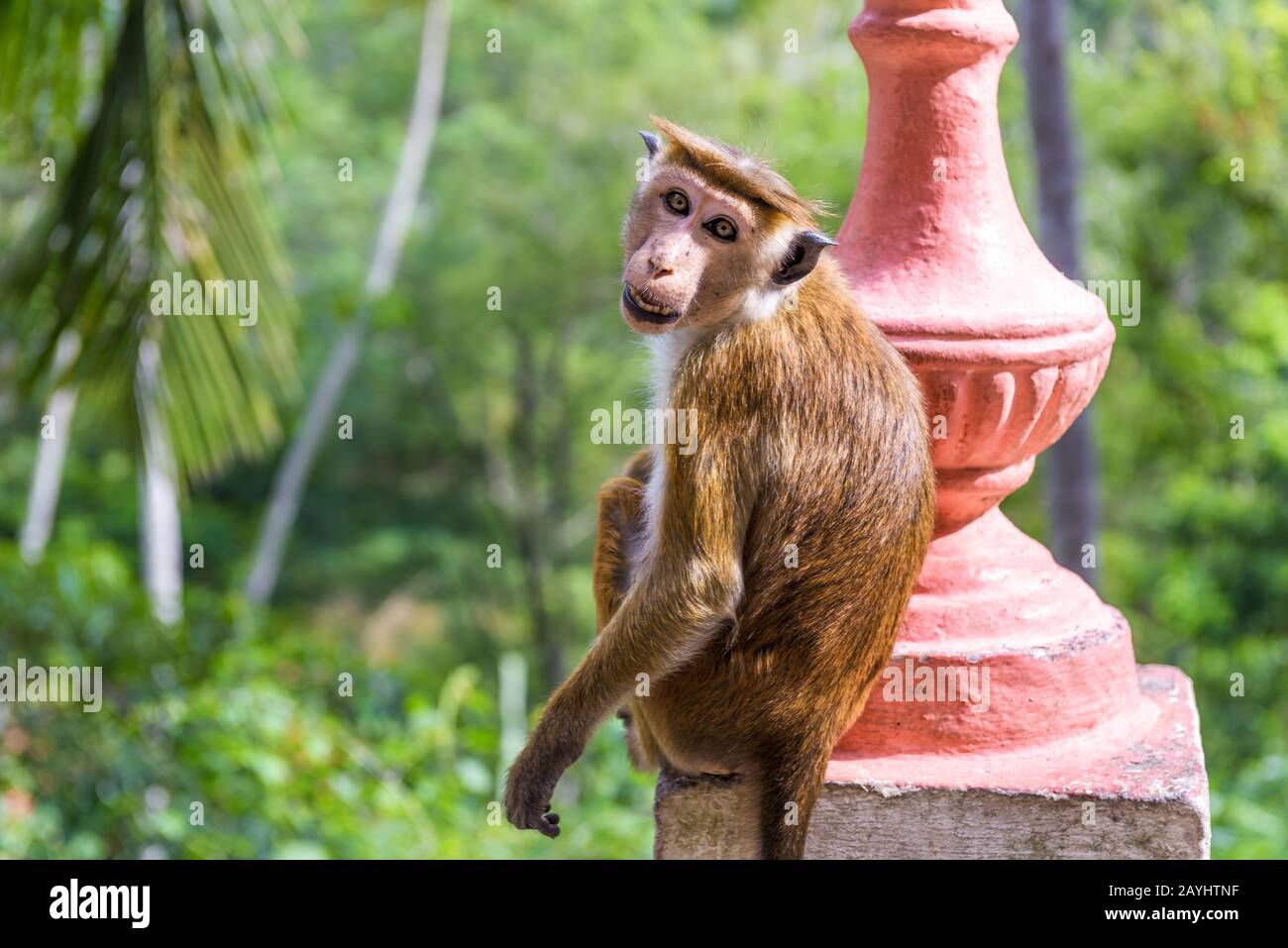 Der Affe befindet sich im alten buddhistischen Felsentempel in Mulkirigala, Sri Lanka. Tropische Natur und Landschaft Sri Lankas. Tiere an buddhistischen Orten. T Stockfoto