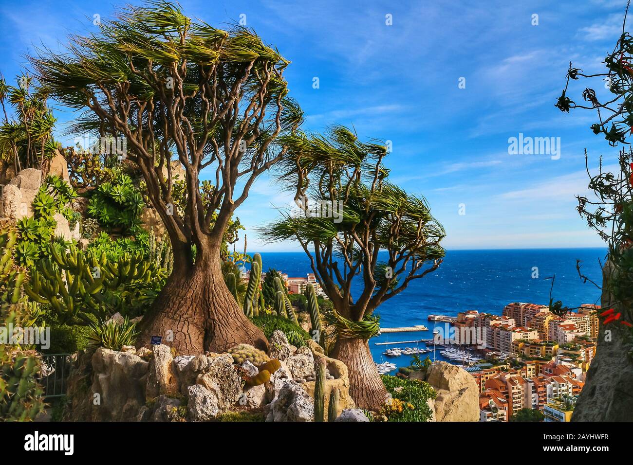 Monaco-Ville, Monaco - 28. Januar 2020: Beaucarnea recurvata (Elefantenfuß), mit Fontvielle Hafen und Mittelmeer im Hintergrund. Stockfoto