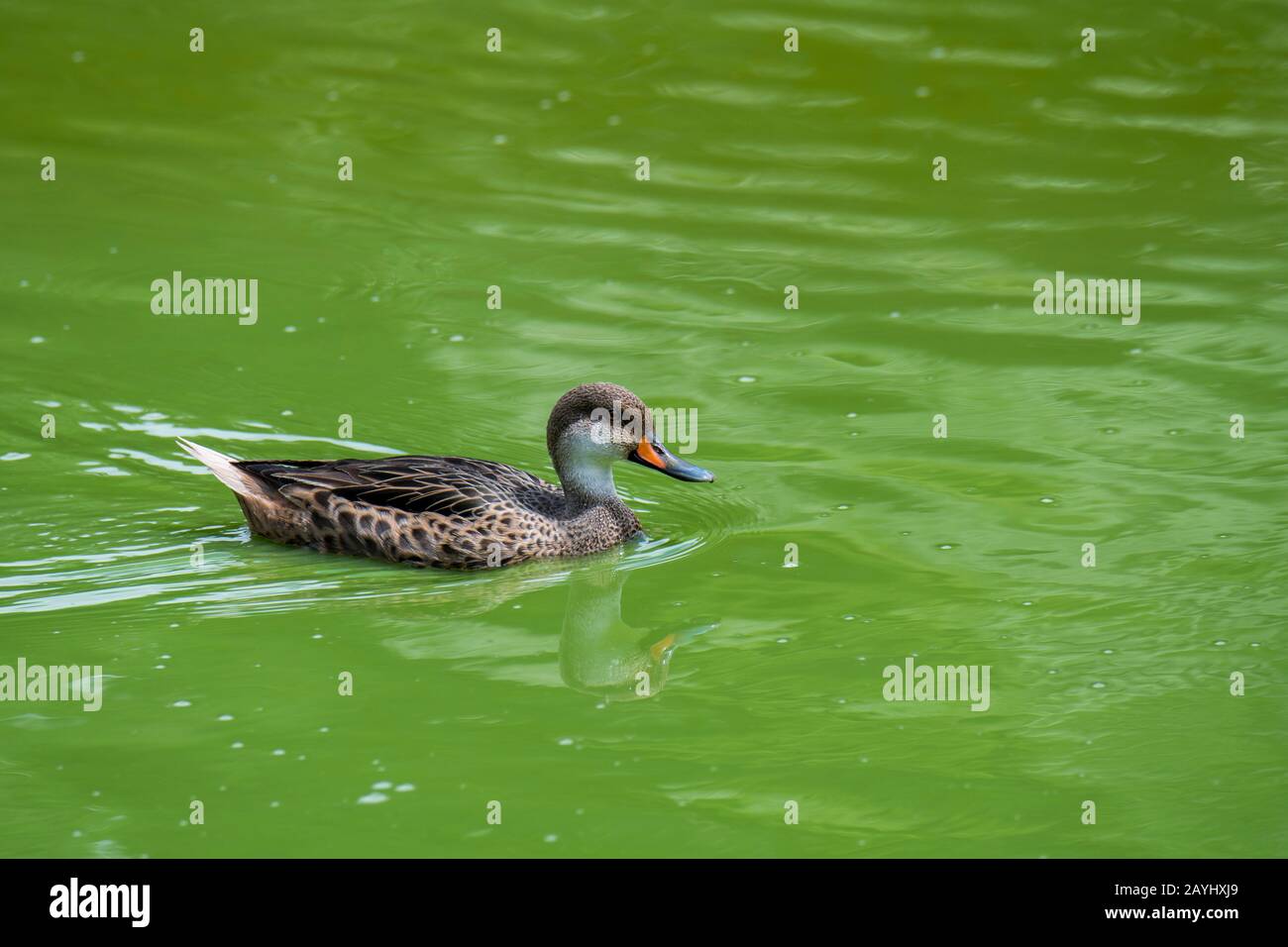 Eine weiße gebremste Pintail-Ente oder Bahama-Pintail-Ente (Anas bahamensis) ernährt sich in einem Teich im Hochland der Insel Santa Cruz auf der Galapagos-Isla Stockfoto
