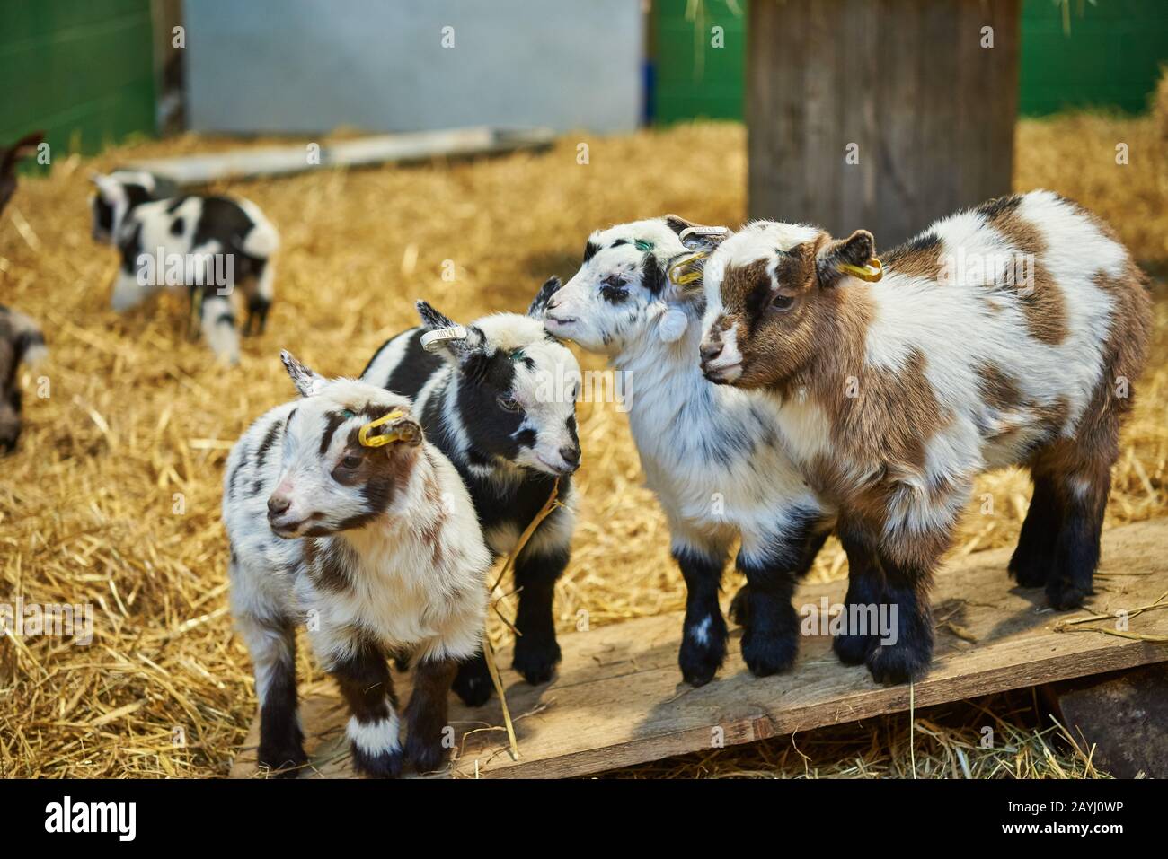 Vier adlige Pygmäen-Ziegenhirten stehen auf einer Holzplanke zusammen. Stockfoto