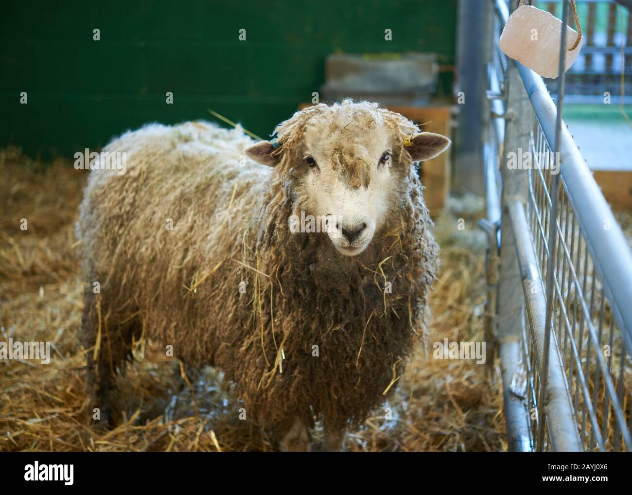 Ein schlammiges Schaf, das in ihrem Strohhalmstift aufsteht. Stockfoto