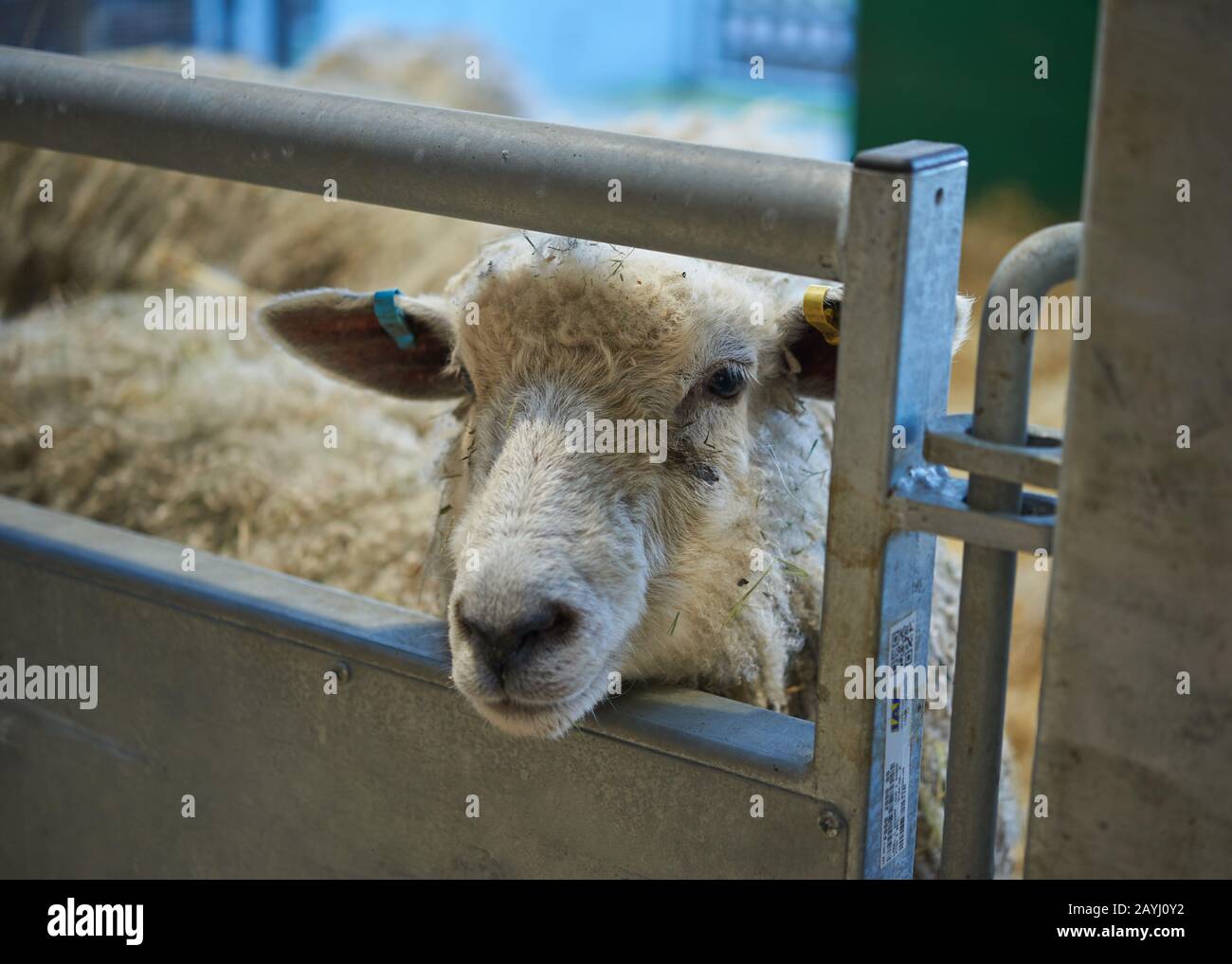 Ein Schaf, das ihren Kopf durch das Metalltor ihres Strohhalms stochte. Stockfoto