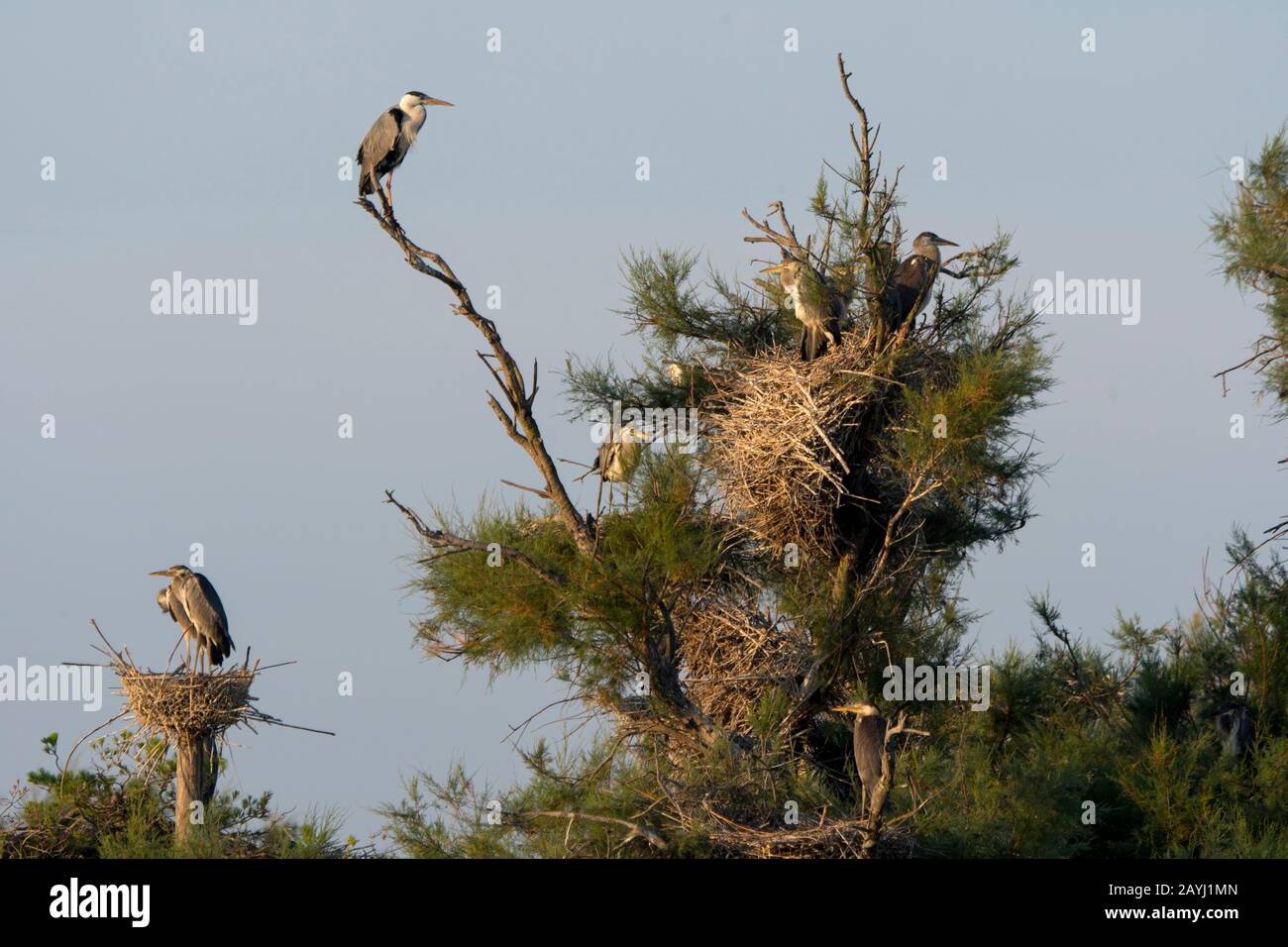 Ein grauer Reiher (Ardea cinerea) nisten mit Küken im Vogelpark Pont de Grau, einem UNESCO-Weltkulturerbe, in der Nähe von Sainte-Marie de la Mer in TH Stockfoto