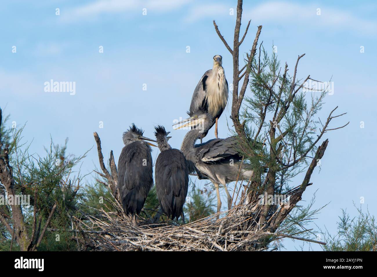 Ein grauer Reiher (Ardea cinerea) nisten mit Küken im Vogelpark Pont de Grau, einem UNESCO-Weltkulturerbe, in der Nähe von Sainte-Marie de la Mer in TH Stockfoto