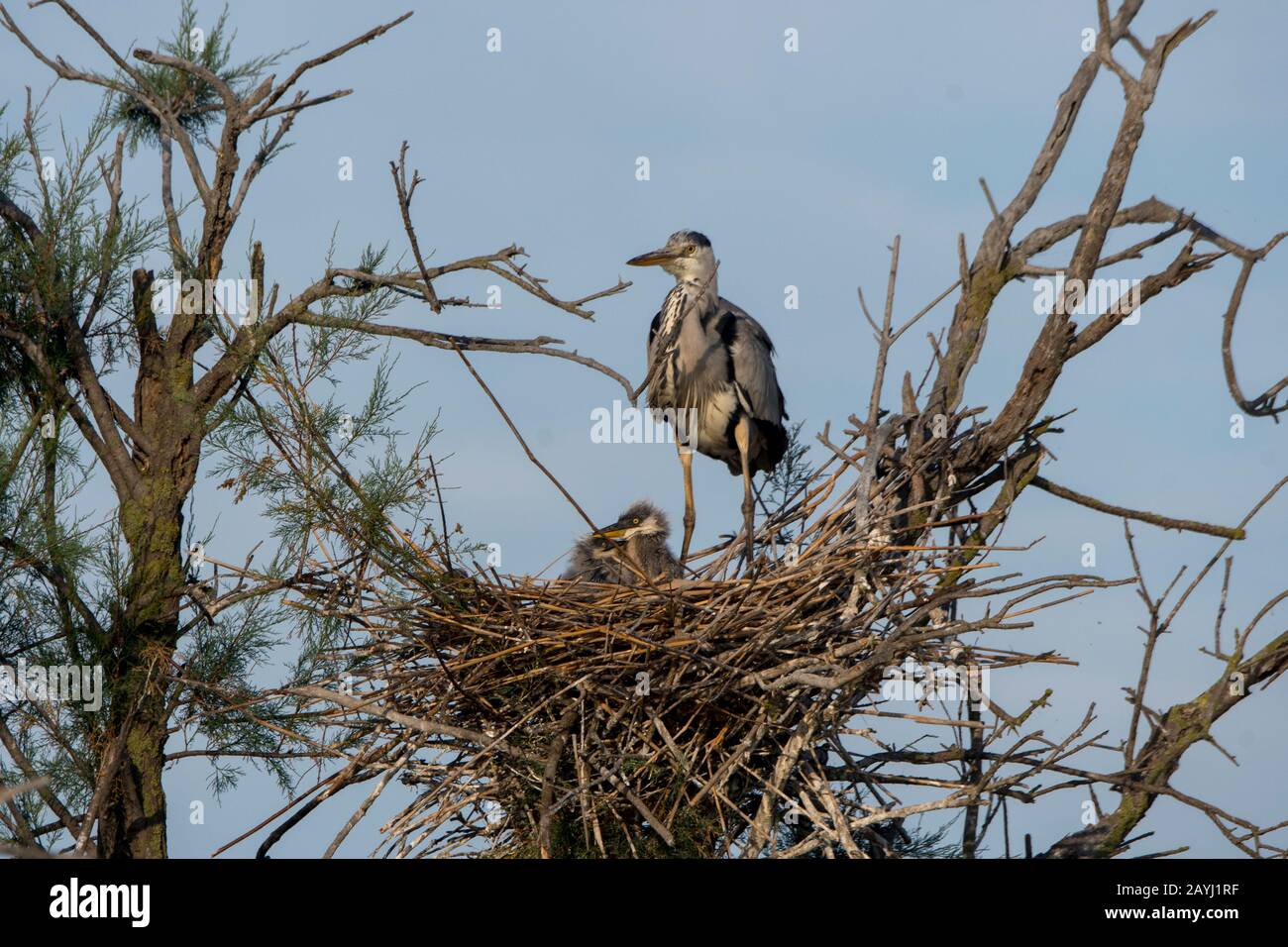 Ein grauer Reiher (Ardea cinerea) nisten mit Küken im Vogelpark Pont de Grau, einem UNESCO-Weltkulturerbe, in der Nähe von Sainte-Marie de la Mer in TH Stockfoto