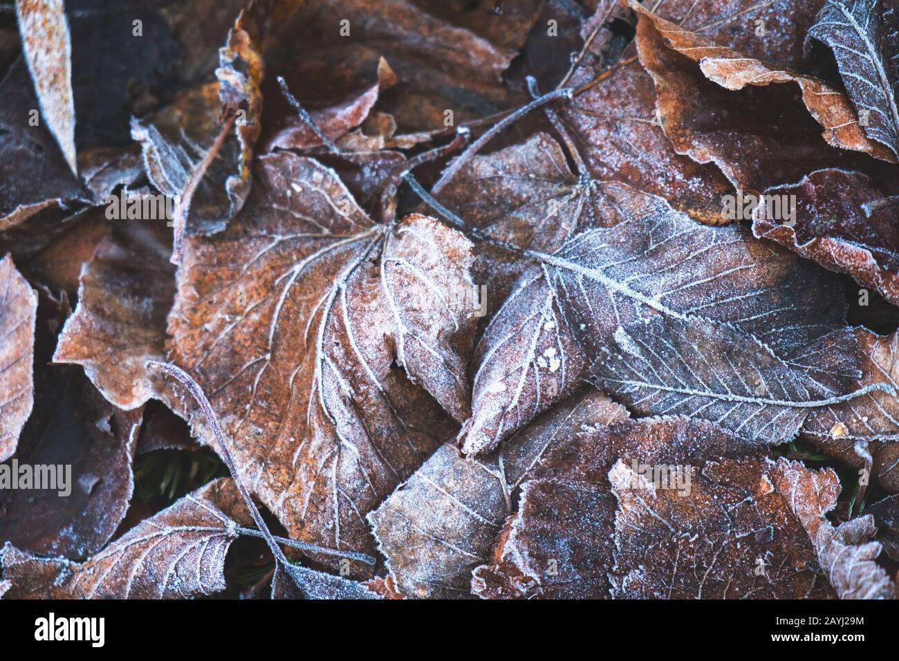 gefrorene Blätter Stockfoto