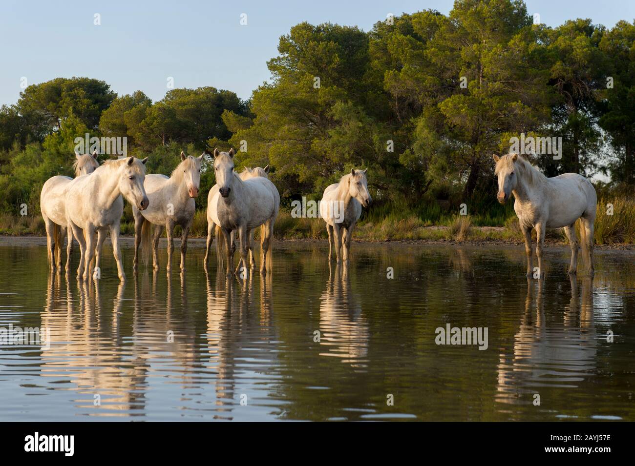 Camargue-Pferde, die im Wasser eines flachen Sees in der Camargue in Südfrankreich stehen. Stockfoto Camargue-Pferde, die im Wasser eines flachen Sees in der Camargue in Südfrankreich stehen. Stockfoto