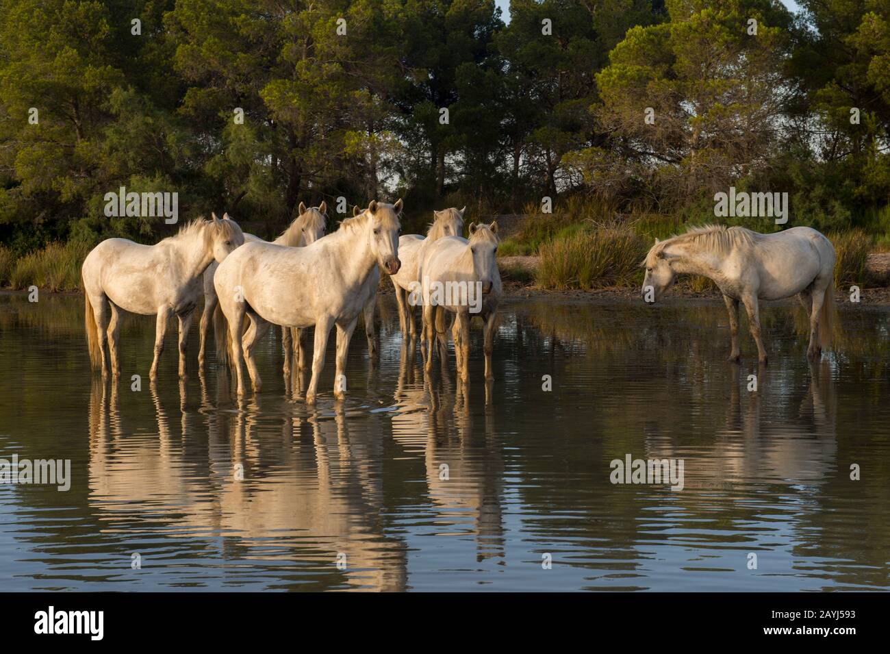 Camargue-Pferde, die im Wasser eines flachen Sees in der Camargue in Südfrankreich stehen. Stockfoto Camargue-Pferde, die im Wasser eines flachen Sees in der Camargue in Südfrankreich stehen. Stockfoto