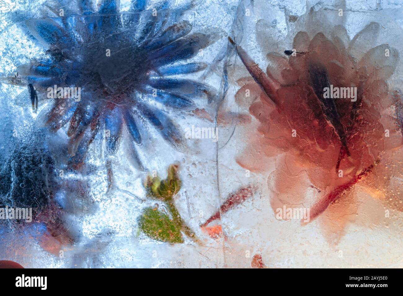 Gefrorene Blumen in dickem blauem Eisblock mit gerissener Oberfläche - Makroaufnahmen mit hoher Tonhöhe Stockfoto