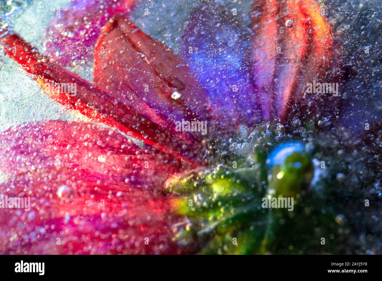 Eis gefrorene Blumen - farbenfrohe, abstrakte Komposition. Nahaufnahme von Makroaufnahmen Stockfoto