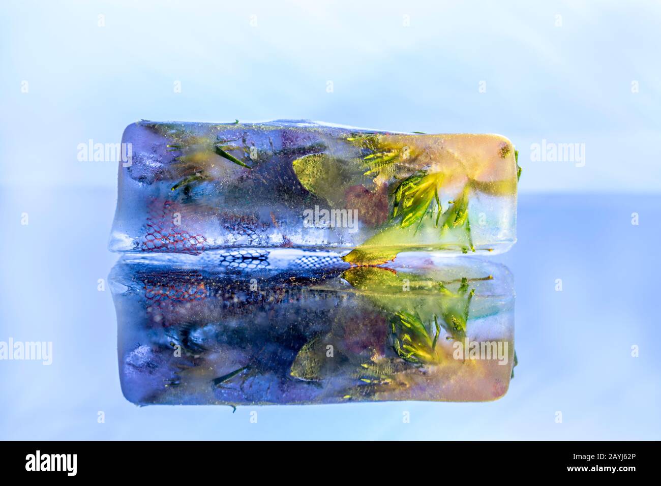 Gefrorene Blumen in Eisblock-Kristall auf reflektierender blauer Oberfläche Stockfoto