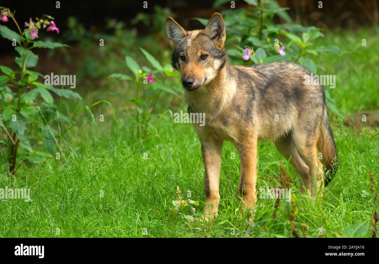 Europäischer grauer Wolf (Canis lupus lupus), juvenil, Deutschland Stockfoto