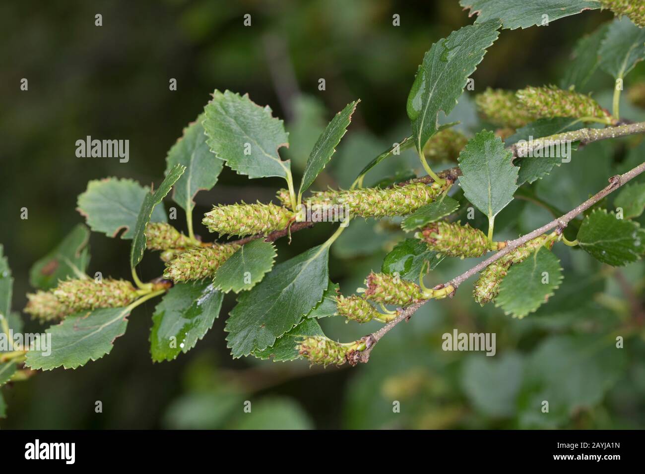 Arktische Zwergbirke (Betula humilis), mit Blättern und Katkins Stockfoto