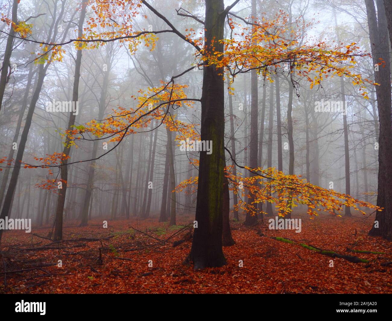 Gewöhnliche Buche (Fagus sylvatica), Buchenwald im Herbstnebel, Tschechien, Erzgebirge, Mikulov Stockfoto