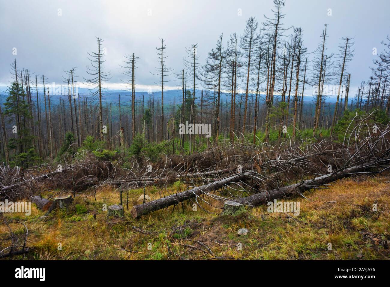 Fichtenwald am Brocken, Schäden von Rindenkäfern, Deutschland, Niedersachsen, Nationalpark Harz Stockfoto