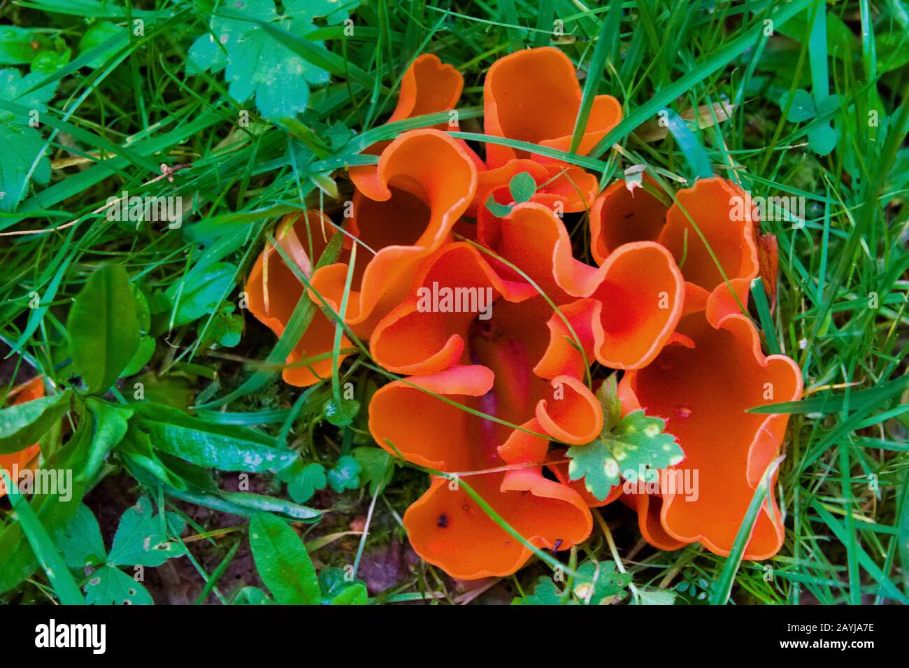 Orangenschälpilz (Aleuria aurantia), Fruchtkörper auf einer Wiese, Blick von oben, Deutschland, Nordrhein-Westfalen Stockfoto