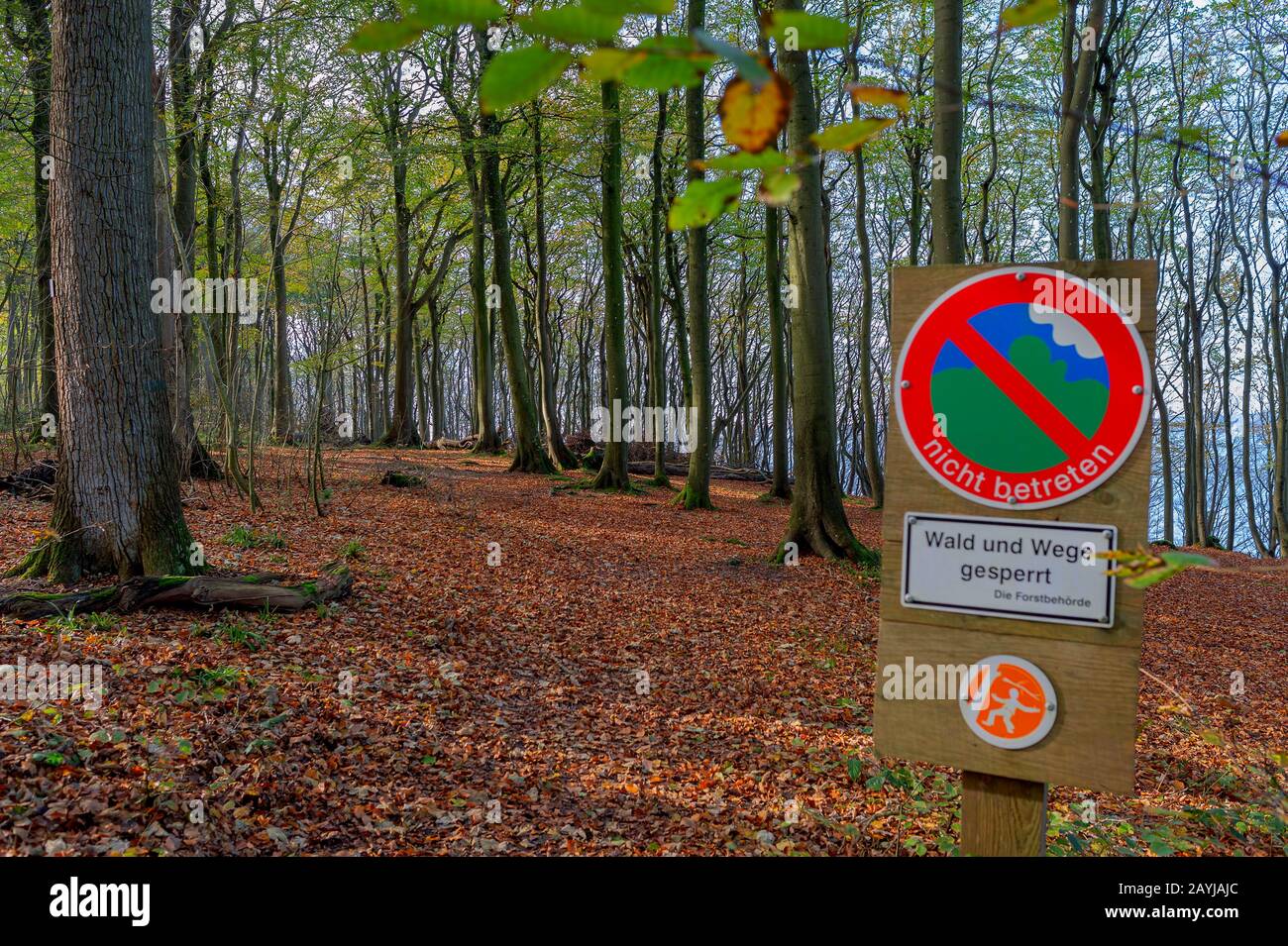 Wald mit Wegweiser "nicht betreten", Versuchsgelände für Nachfolge von Loki Schmidt, Deutschland, Schleswig-Holstein, Flensburger Foerde Stockfoto