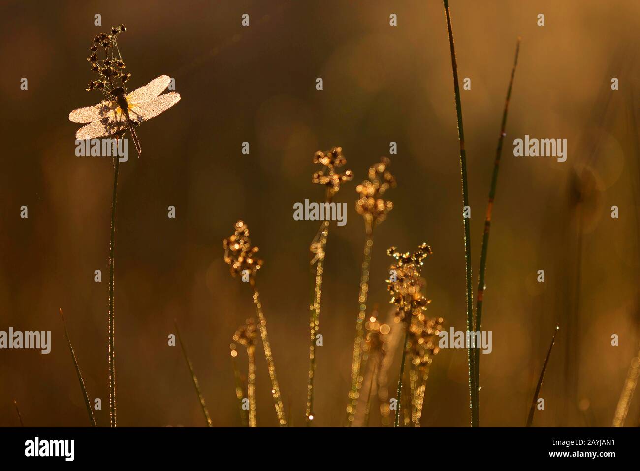 Ruddy sympetrum, Ruddy Darter (Sympetrum sanguineum), benetzt mit Tau, Belgien, Vlaams-brabant Stockfoto