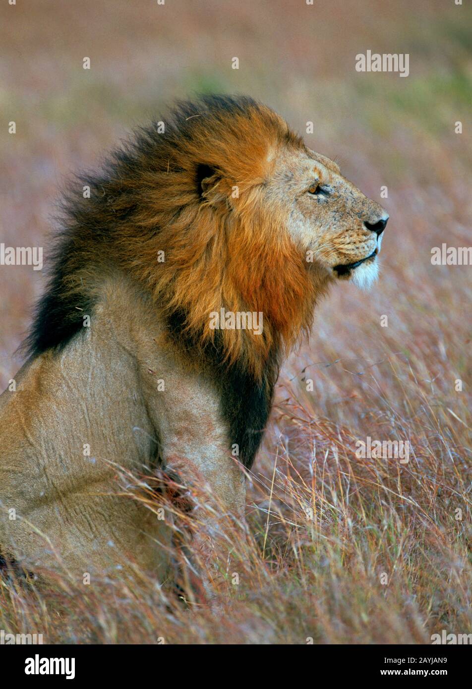 Löwe (Panthera leo), männlicher Löwe auf trockenem Gras sitzend, Seitenansicht, Afrika Stockfoto