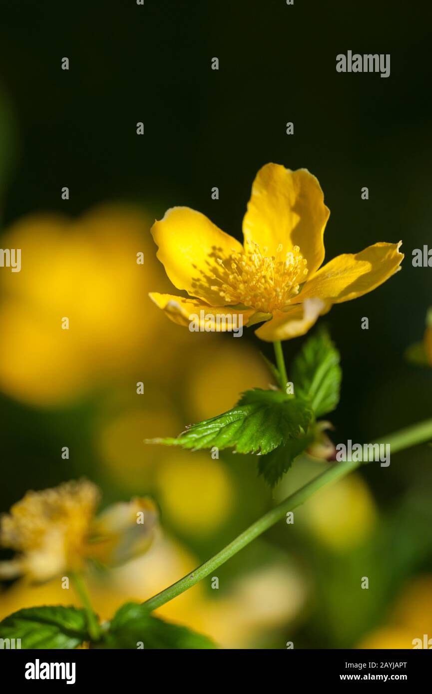 Japanische Rose, Jude's Mallow, Jews Mallow (Kerria japonica), Blume Stockfoto