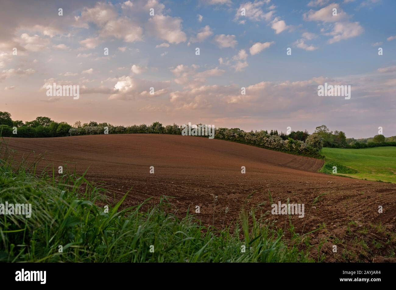 Hawthorn, Weißdorn, hawthorns (Crataegus spec.), Weißdorn-Heckenbank, Deutschland, Schleswig-Holstein, Flintbek Stockfoto