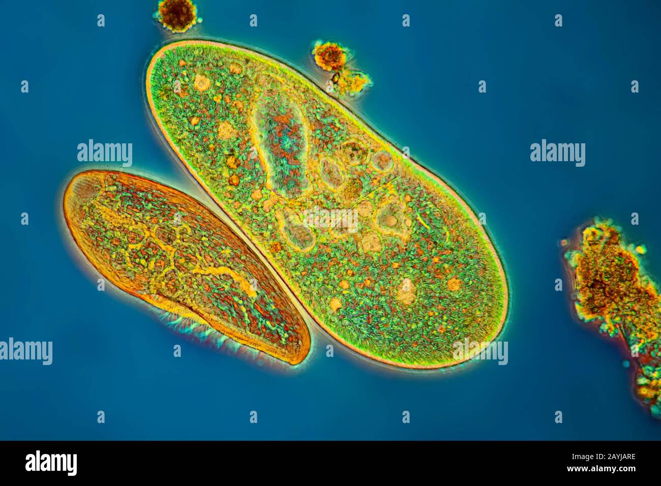 Frontonie (Frontonia spec.), Ciliate Protozoan, Lichtmikroskopie, Deutschland Stockfoto