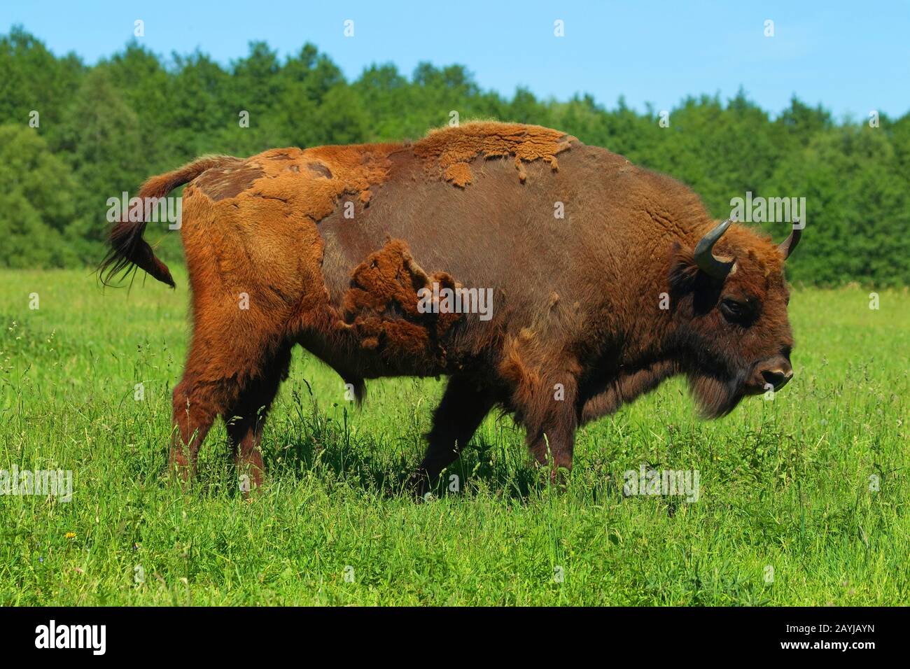 Europäischer Bison, wisent (Bison bonasus), steht auf einer Wiese, Deutschland Stockfoto