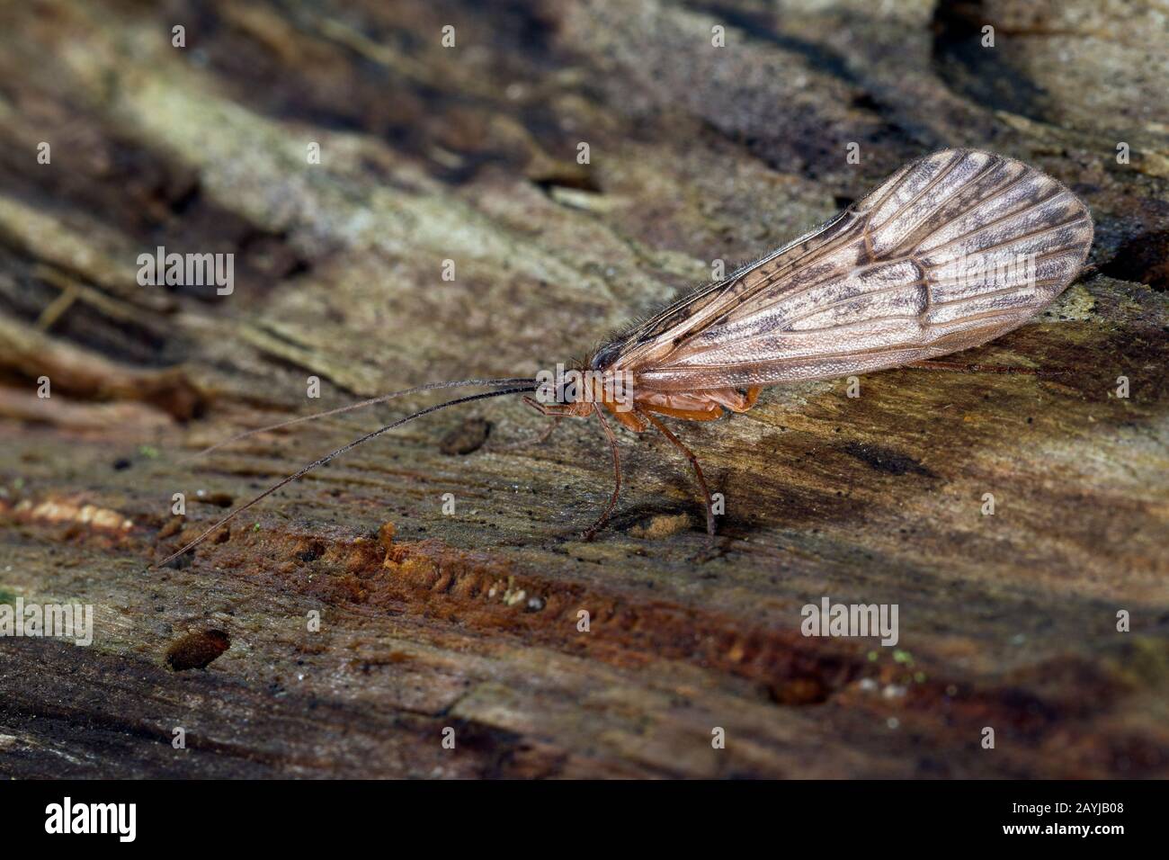 Caddis fliegen (Halesus spec.), auf Holz Stockfoto