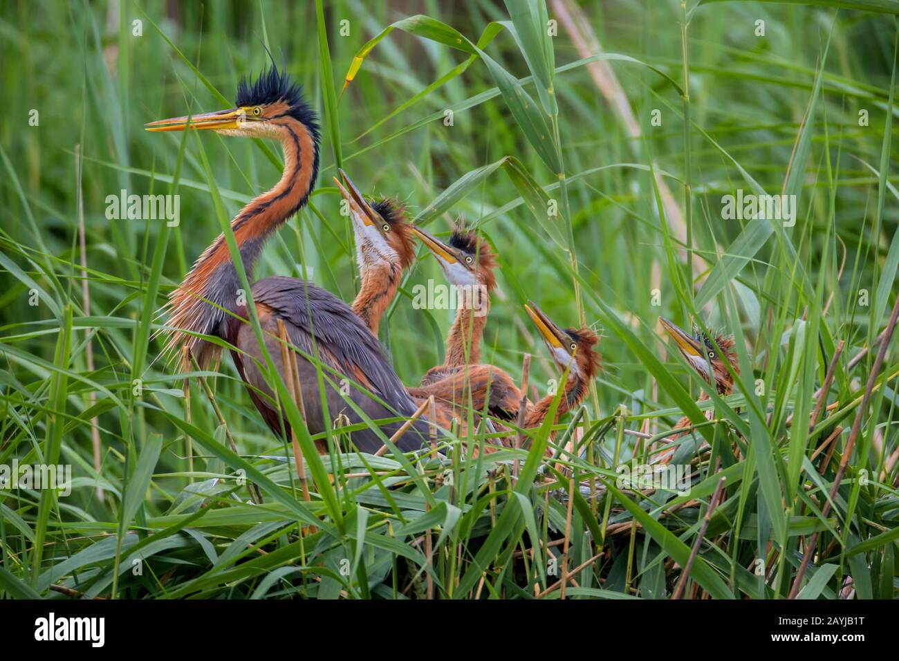 Purpurreiher (Ardea purpurea), ausgewachsener Vogel, der vier Jungvögel im Nest beobachtet, Seitenansicht, Deutschland, Bayern, Niederbayern, Niederbayern Stockfoto