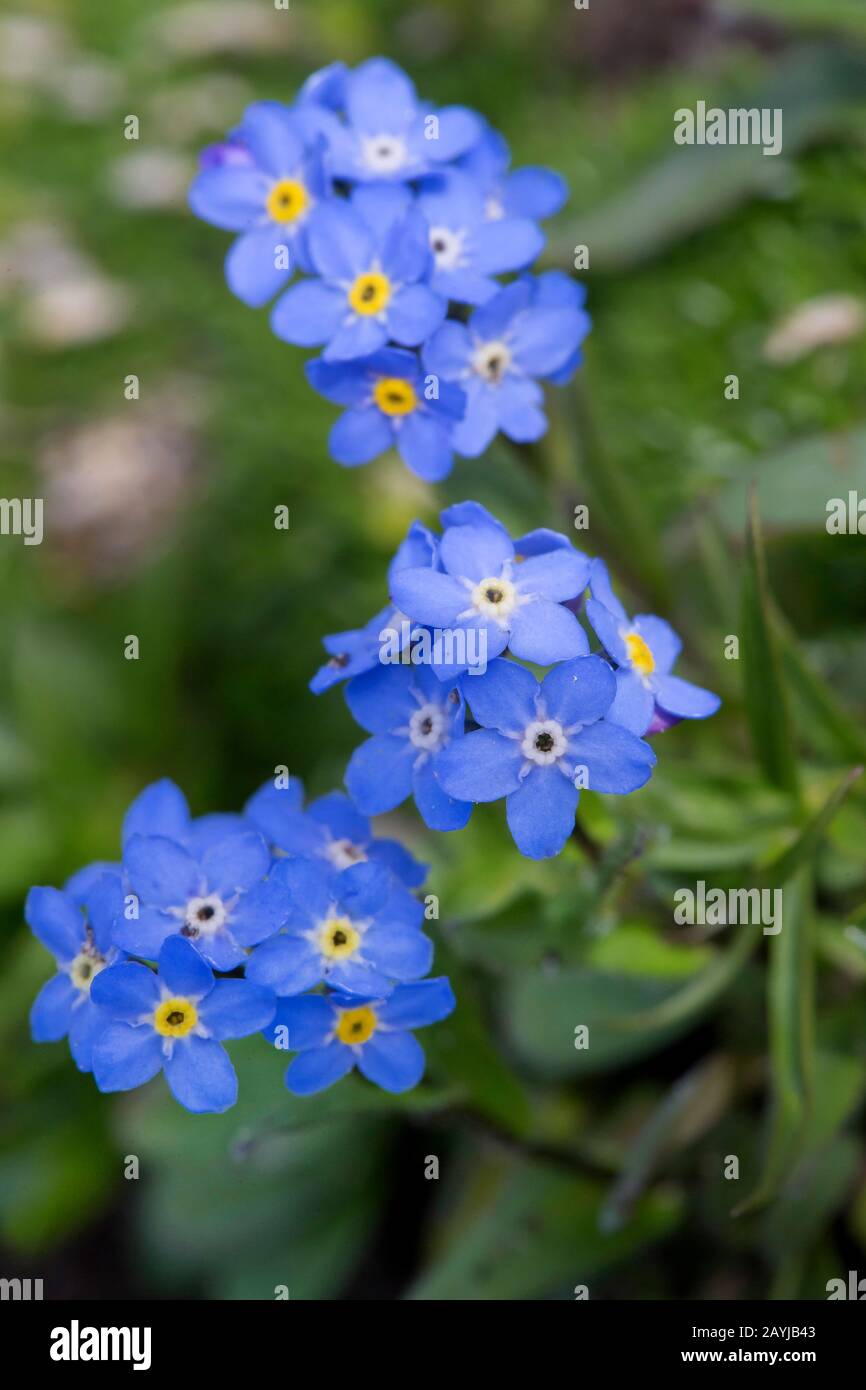 Alpine Forget-me-not (Myosotis alpestris), Blooming, Deutschland, Bayern Stockfoto