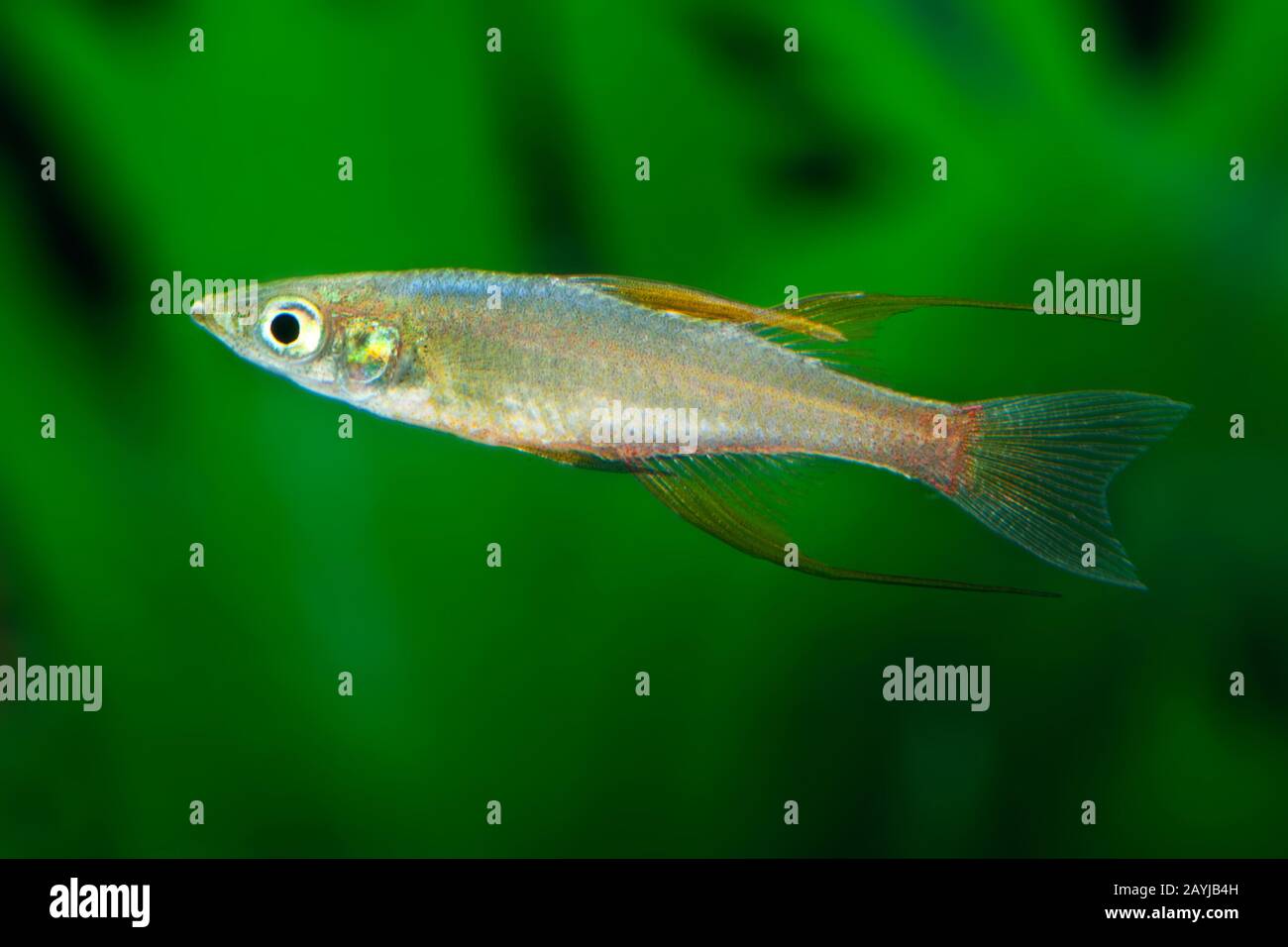 Threadfin-Regenbogen, Threadfin-Regenbowfish, Threadfin, Featherfin-Rainbowfish, Neuguinea-Regenbogen (Iriatherina werneri), Seitenansicht Stockfoto