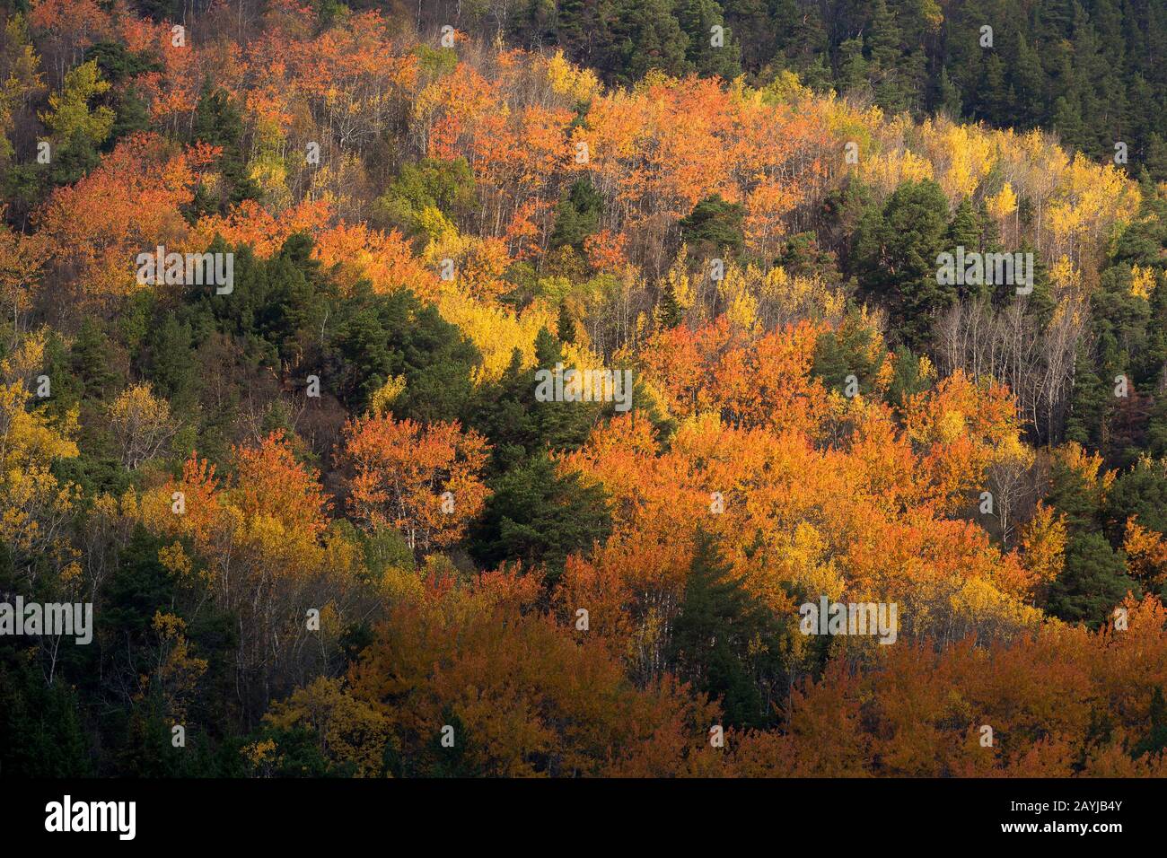 Birke (Betula spec.), Herbstfarben, mit Pappeln, Populus tremula, Norwegen, Ottadalen Stockfoto