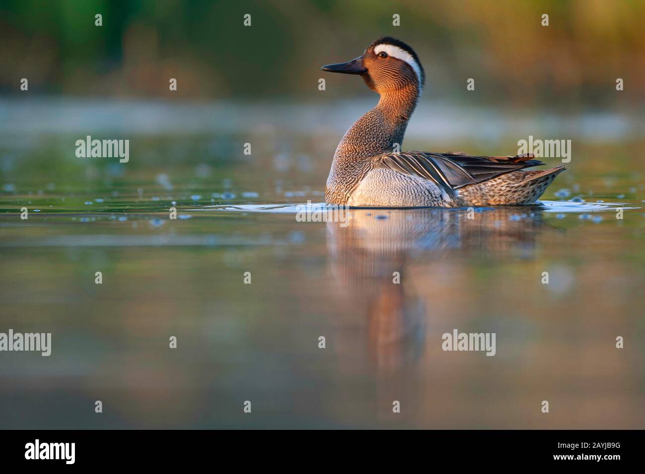 Garganey (Anas querquedula), Schwimmen drake, Belgien, Ostflandern Stockfoto