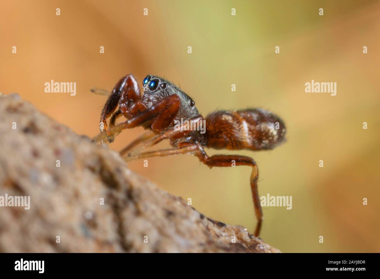 ANT Spider (Synageles venator) reinigt Vorderbeine, Deutschland, Bayern, Niederbayern, Niederbayern Stockfoto