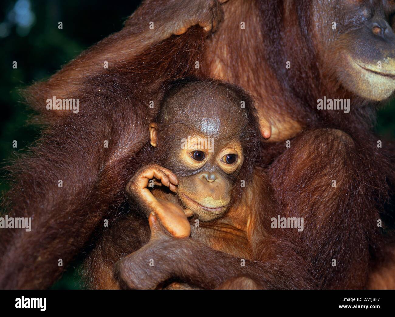 Bornean orangutan (Pongo pygmaeus pygmaeus), Jungtier im Arm seiner Mutter in einer Entlassstation, Porträt, Malaysia, Borneo Stockfoto