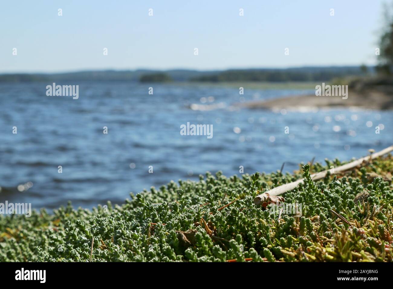 Grünes Grasmoos-Makro Nahaufnahme auf blauem Wassersee Hintergrund sonniger Tag Stockfoto