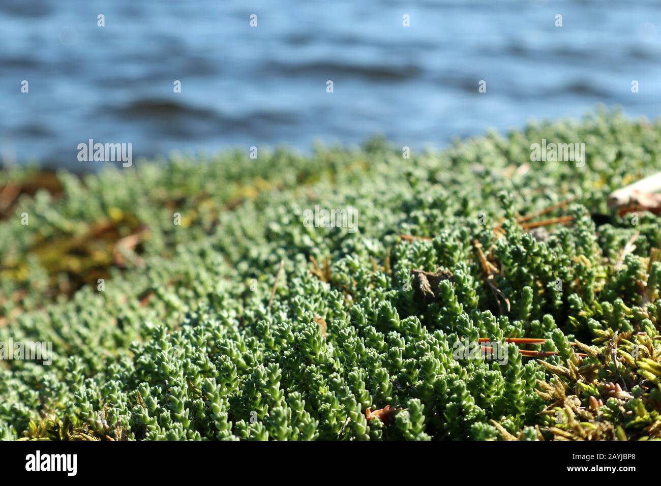 Grünes Grasmoos-Makro Nahaufnahme auf blauem Wassersee Hintergrund sonniger Tag Stockfoto