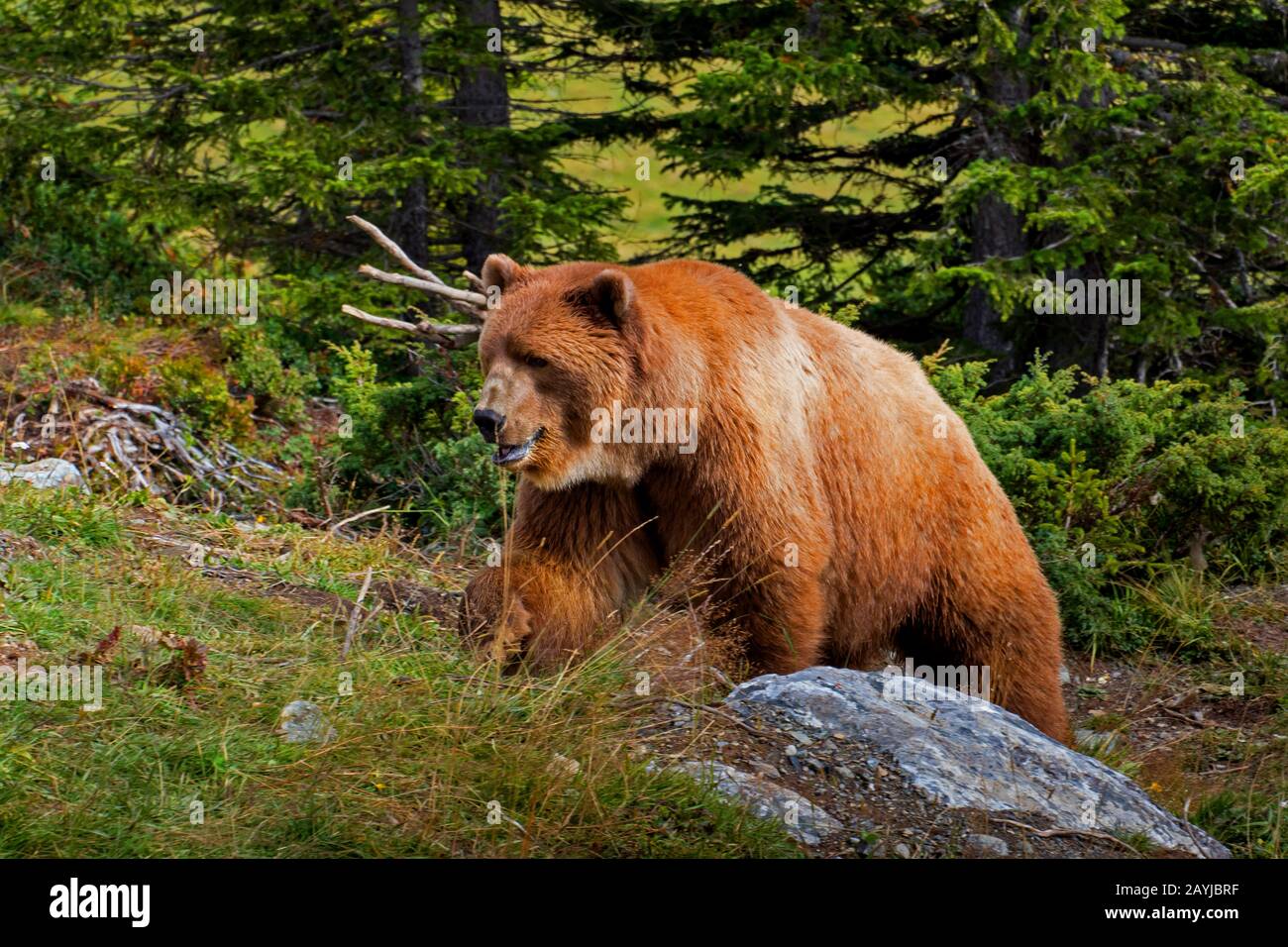 Braunbär (Ursus arctos), durchstreift Alpengebiet, Schweiz, Graubünden Stockfoto