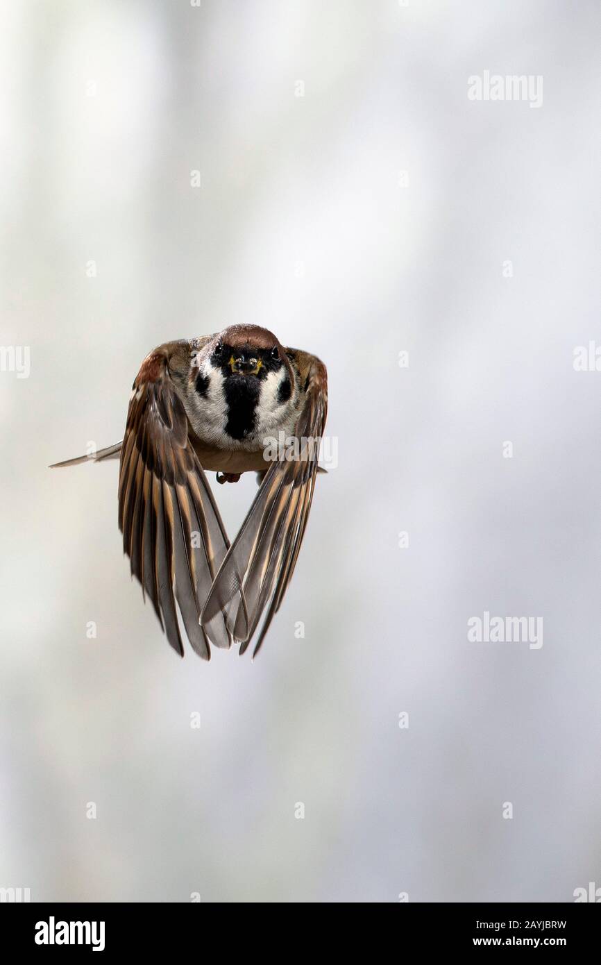Eurasischer Baumpfeil (Passer montanus), im Flug, Vorderansicht, Deutschland Stockfoto