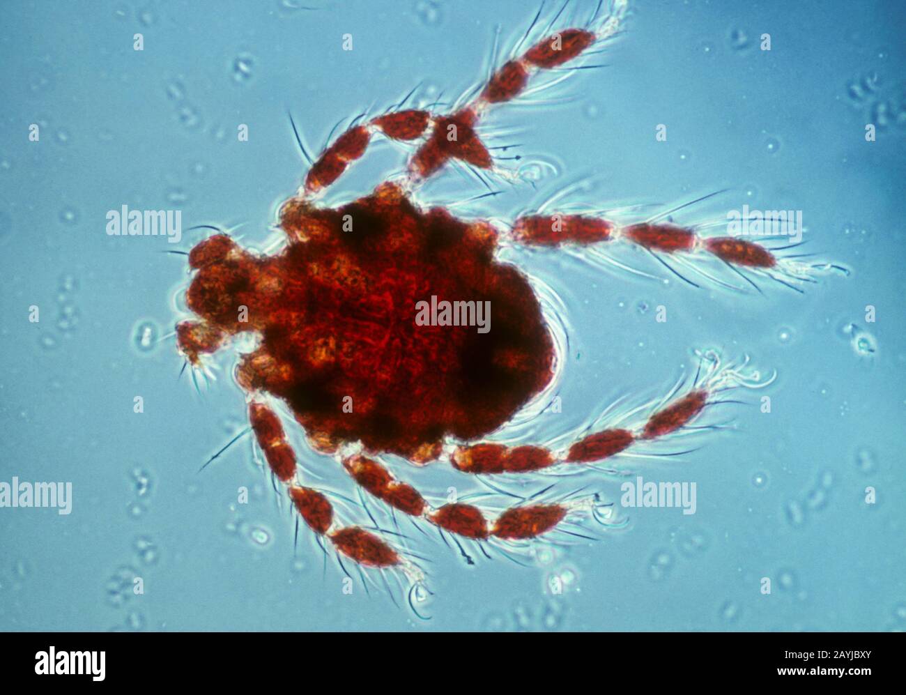 Wassermilbe (Hydrachnidiae), Makroschuss einer Wassermilbe Stockfoto