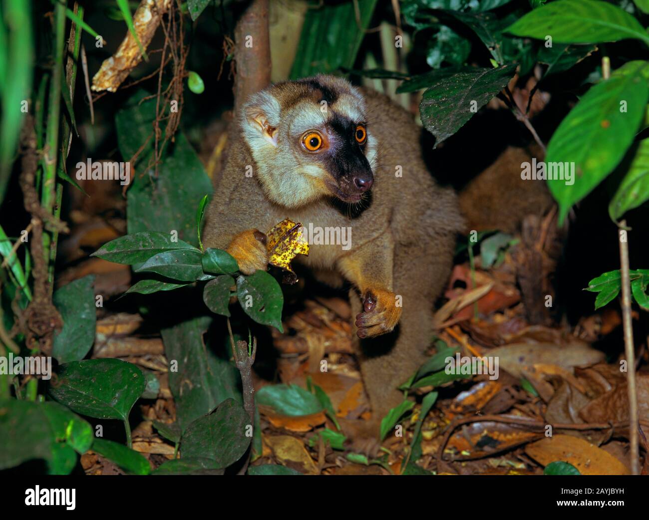 Rotgefronter brauner Lemur, Audeberts brauner Lemur, rotbrauner Lemur (Eulemur fulvus rufus), im Gebüsch essen Stockfoto