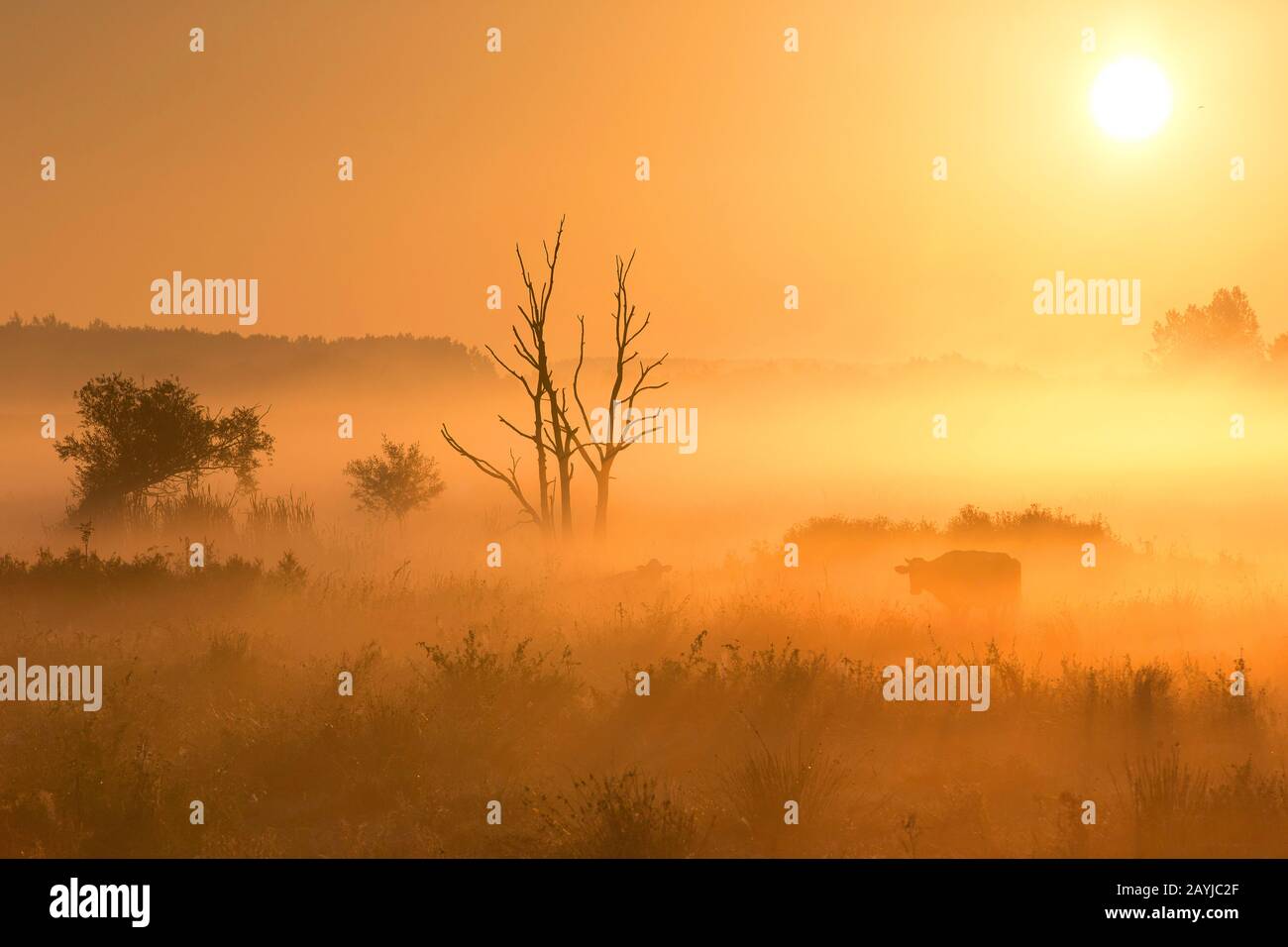 Nebel im Tal der Zeverenbeek bei Sonnenaufgang, Belgien, Westflandern, Deinze, Zeverenbeek Stockfoto