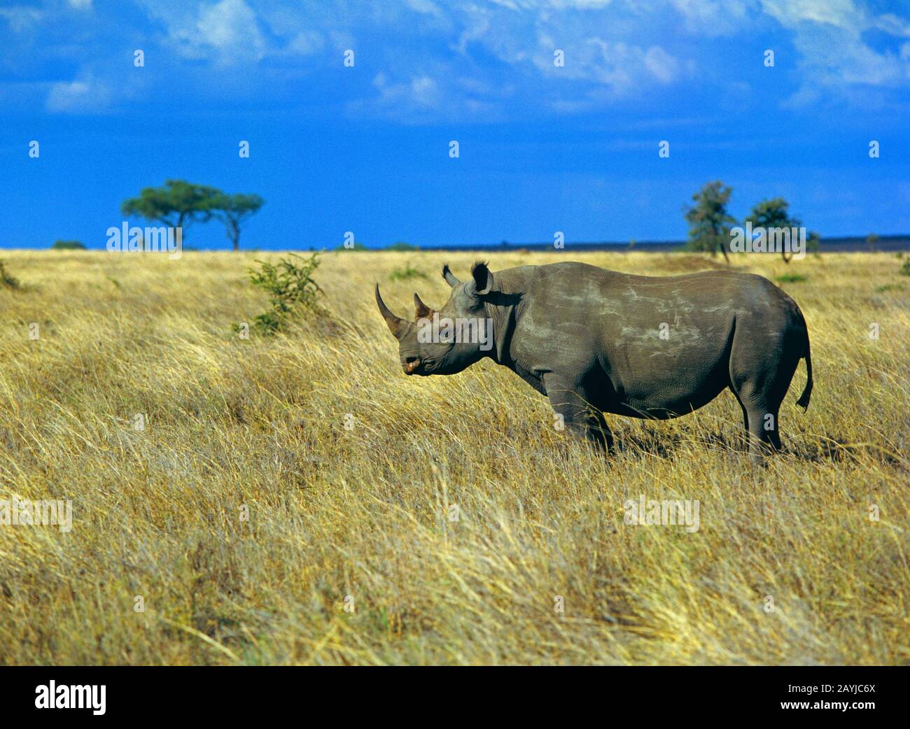 Schwarze Nashörner, mit Hakenlippen bestückte Nashörner, Nashörner (Diceros bicornis), in der Savanne stehend, Seitenansicht, Afrika Stockfoto