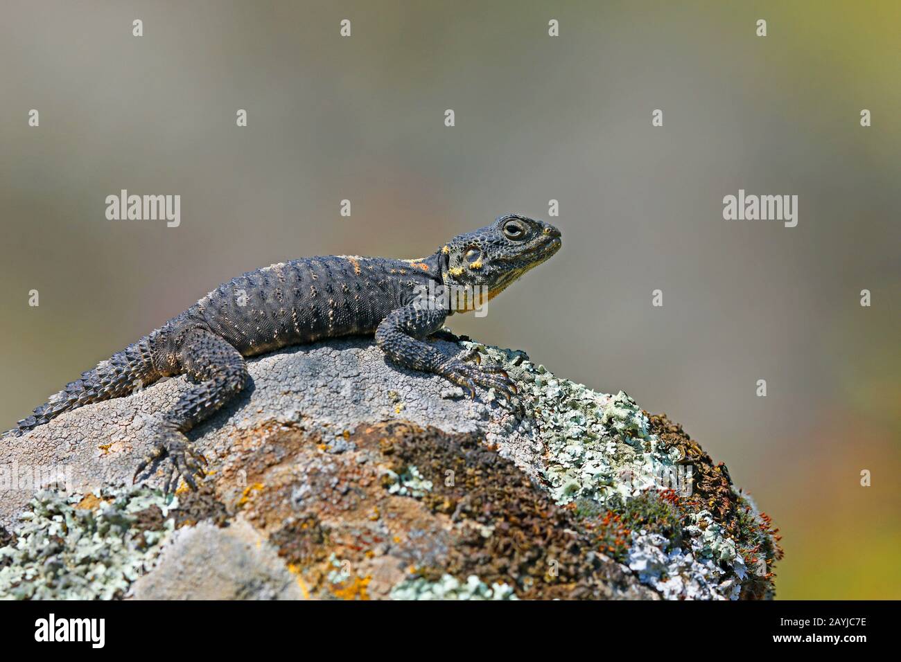 Roughtail Rock Agama, Hardun (Stellagama stellio, Agama stellio, Stellio stellio, Laudakia stellio), auf einem Felsen sitzend, Griechenland, Lesbos Stockfoto