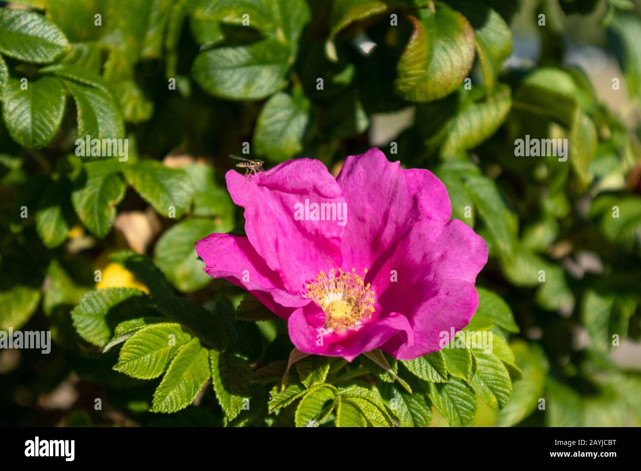 Leuchtend pinke, wilde Rose, hüftblütige Blumen. Grüne bunte Blätter und verschwommener Hintergrund Stockfoto