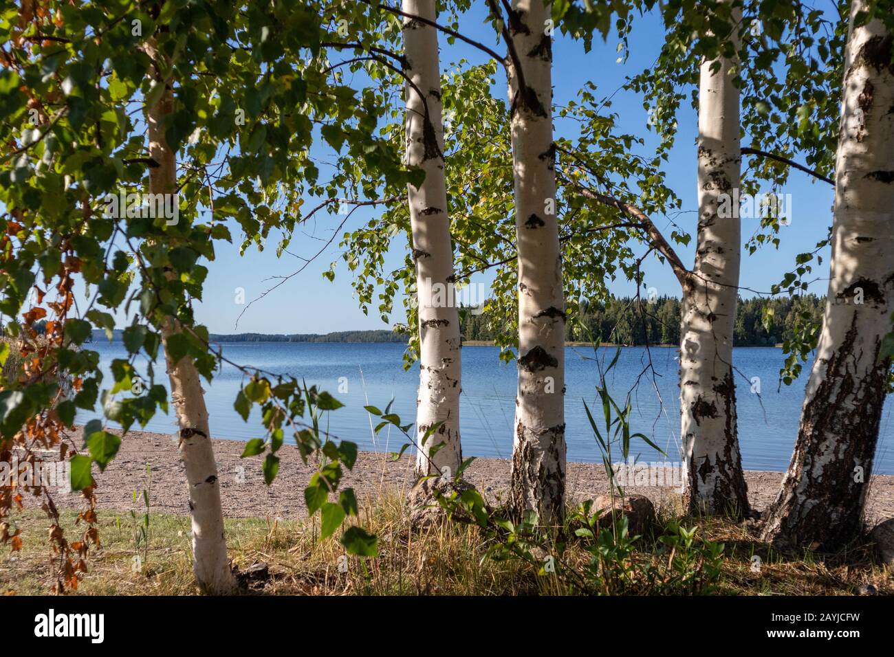 Birken sonniger Tag in der Nähe des Sees in Finnland schöne Natur nordische finnische Landschaft wildes Tageslicht verwischt den Hintergrund Stockfoto