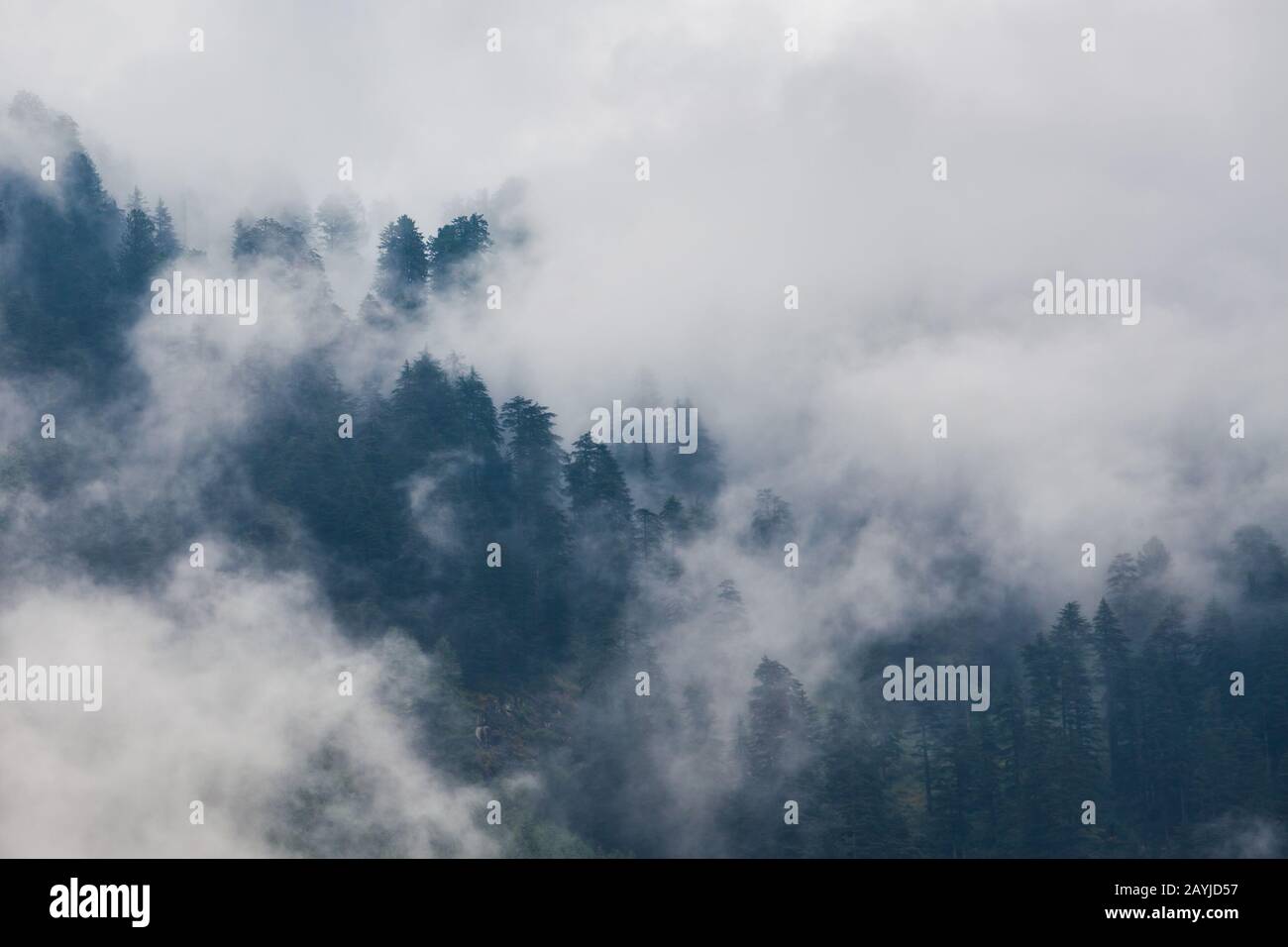 Landschaftlich schöner Blick auf den bewaldeten Berghang in Wolken mit den immergrünen Nadelbäumen in Nebel Stockfoto