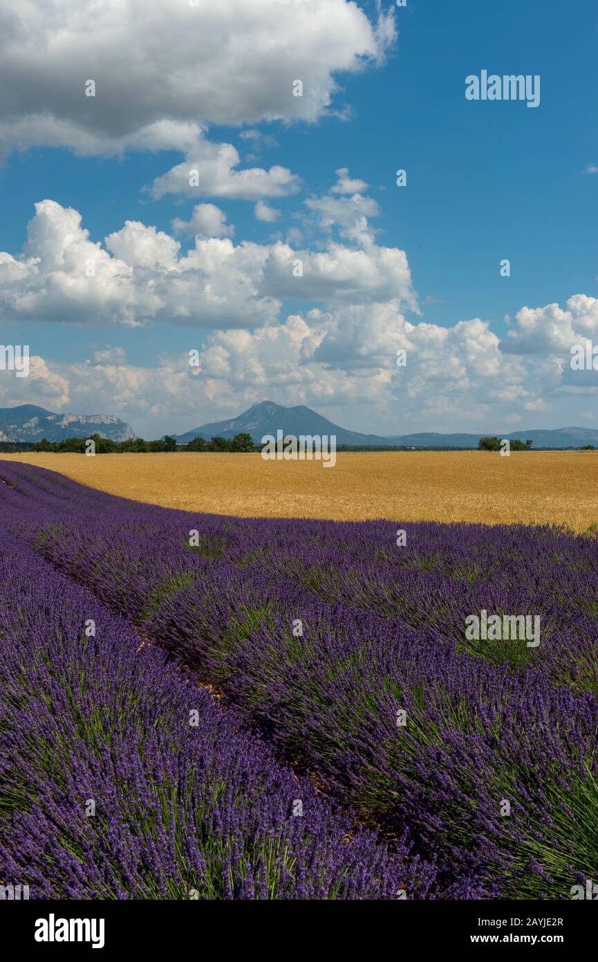 Ein Lavendelfeld und Weizenfeld auf der Hochebene von Valensole bei Digne-les-Bains und die Schluchten von Verdon in der Region Alpen-de-Haut-Provence im Süden Stockfoto